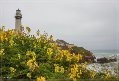 Monterey and Pinnacles